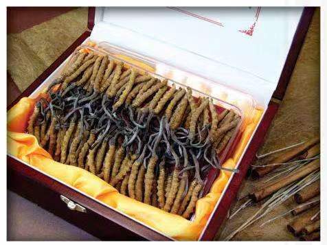 芦山冬虫夏草回收